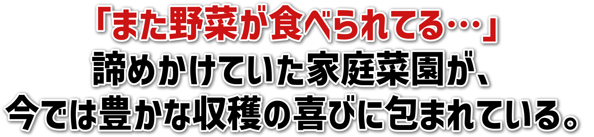 「また野菜が食べられてる…」<br>諦めかけていた家庭菜園が、<br>今では豊かな収穫の喜びに包まれている。